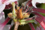 Pink azalea